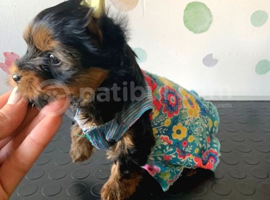 Kg Garantili Orjinal Teacup Yorkshire Afacanlarım görsel
