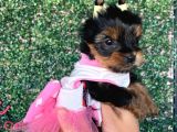 Teacup YorkShire Bebeğim Kg Garantili Aşılı ve Karnelidir