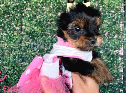 Teacup Yorkshire Bebeğim Kg Garantili Aşılı Ve Karnelidir