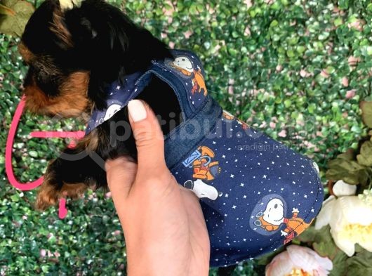 Teacup Yorkshire Bebeğim Kg Garantili Aşılı Ve Karnelidir görsel