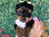 Teacup Yorkshire Bebeğim Kg Garantili Aşılı Ve Karnelidir