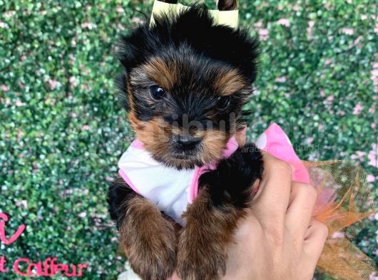 Teacup Yorkshire Bebeğim Kg Garantili Aşılı Ve Karnelidir görsel