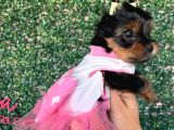Teacup Yorkshire Bebeğim Kg Garantili Aşılı Ve Karnelidir