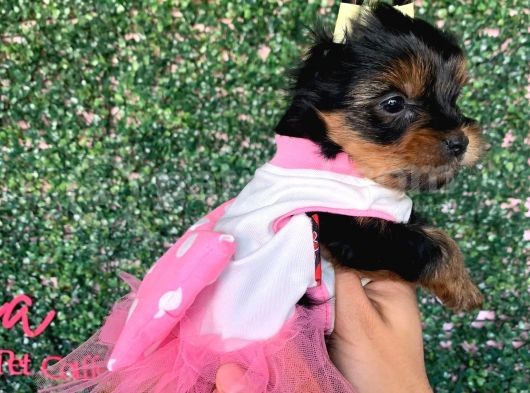 Teacup Yorkshire Bebeğim Kg Garantili Aşılı Ve Karnelidir görsel