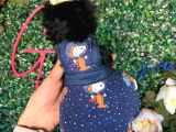 Teacup Yorkshire Bebeğim Kg Garantili Aşılı Ve Karnelidir