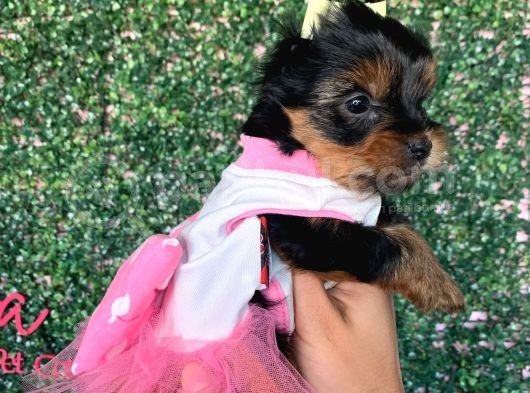 Teacup Yorkshire Bebeğim Kg Garantili Aşılı Ve Karnelidir görsel