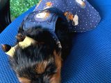 Teacup Yorkshire Bebeğim Kg Garantili Aşılı Ve Karnelidir