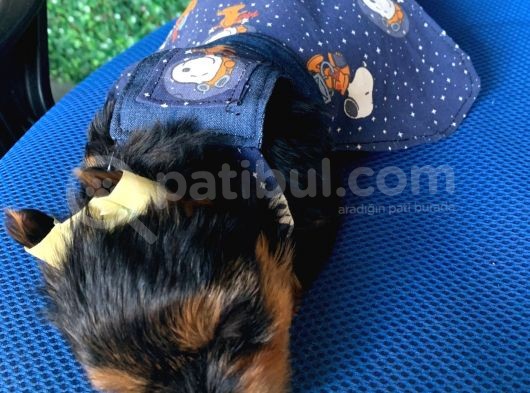 Teacup Yorkshire Bebeğim Kg Garantili Aşılı Ve Karnelidir görsel