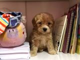 Mükemmel Orjinallikte Maltipoo Bebekler