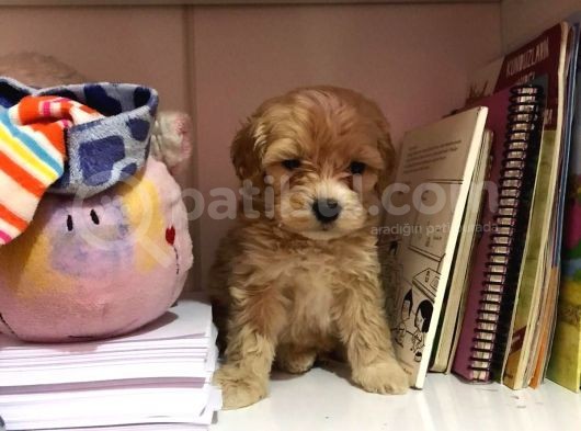 Mükemmel Orjinallikte Maltipoo Bebekler görsel