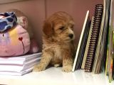 Mükemmel Orjinallikte Maltipoo Bebekler