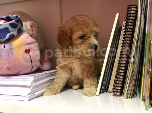 Mükemmel Orjinallikte Maltipoo Bebekler görsel
