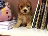 Mükemmel Orjinallikte Maltipoo Bebekler