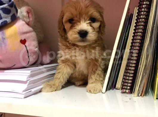 Mükemmel Orjinallikte Maltipoo Bebekler