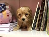 Mükemmel Orjinallikte Maltipoo Bebekler