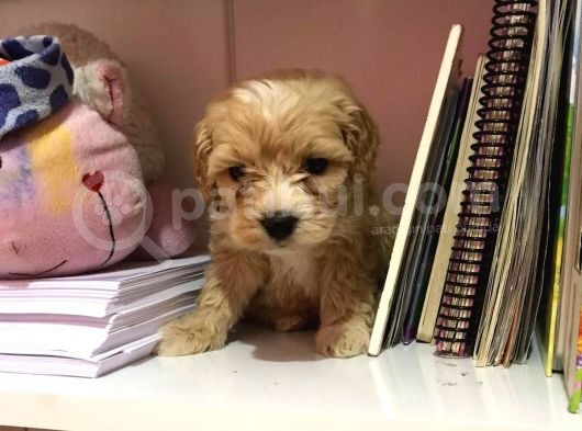 Mükemmel Orjinallikte Maltipoo Bebekler görsel