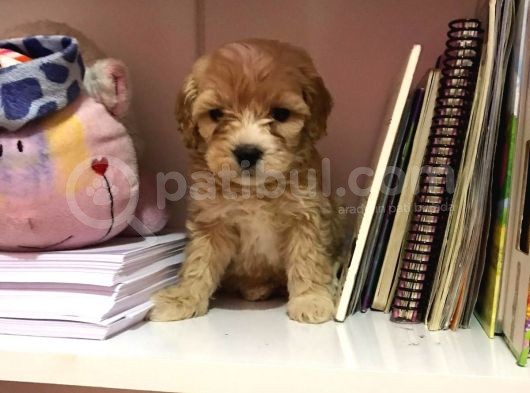 Mükemmel Orjinallikte Maltipoo Bebekler görsel