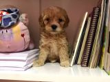 Mükemmel Orjinallikte Maltipoo Bebekler