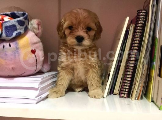 Mükemmel Orjinallikte Maltipoo Bebekler görsel
