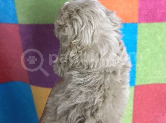Maltipo Bebeksiz Ev Kalmasın görsel