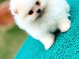 Pomeranian Boo Teddy Bear