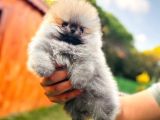 Pomeranian Boo Teddy Bear
