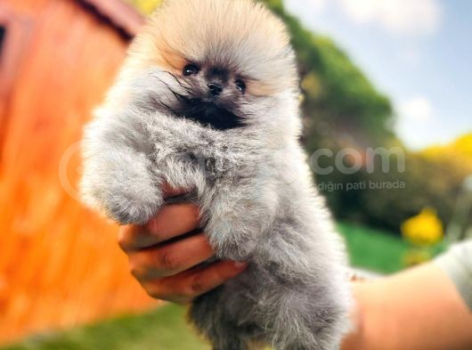 Pomeranian Boo Teddy Bear görsel