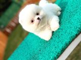 Pomeranian Boo Teddy Bear