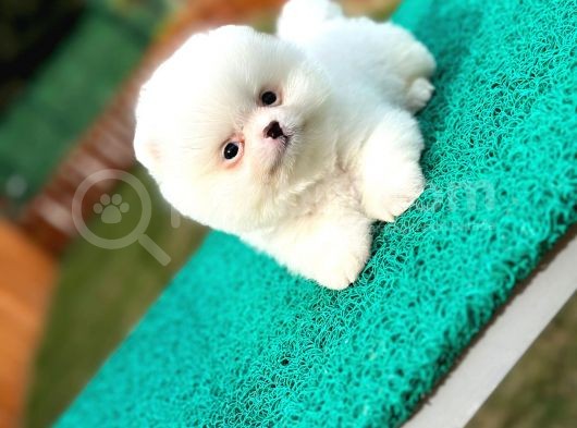Pomeranian Boo Teddy Bear görsel