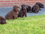 Çi̇ftli̇ği̇mi̇zden Bebek Surat Çi̇kolata Labrador Yavrular