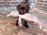 Çi̇ftli̇ği̇mi̇zden Bebek Surat Çi̇kolata Labrador Yavrular