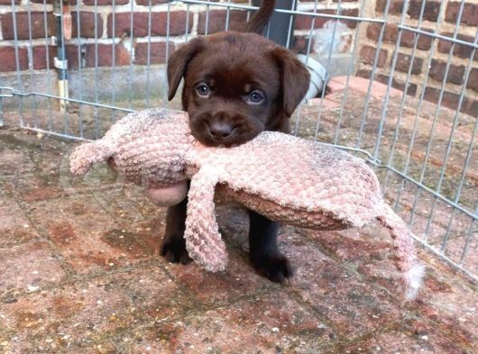 Çi̇ftli̇ği̇mi̇zden Bebek Surat Çi̇kolata Labrador Yavrular görsel