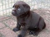 Çi̇ftli̇ği̇mi̇zden Bebek Surat Çi̇kolata Labrador Yavrular