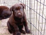 ÇİFTLİĞİMİZDEN BEBEK SURAT ÇİKOLATA LABRADOR YAVRULAR