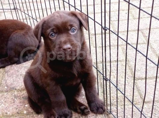 Çi̇ftli̇ği̇mi̇zden Bebek Surat Çi̇kolata Labrador Yavrular