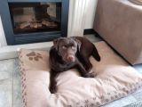 Çi̇ftli̇ği̇mi̇zden Bebek Surat Çi̇kolata Labrador Yavrular
