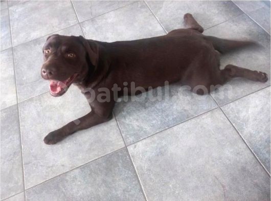 Çi̇ftli̇ği̇mi̇zden Bebek Surat Çi̇kolata Labrador Yavrular görsel