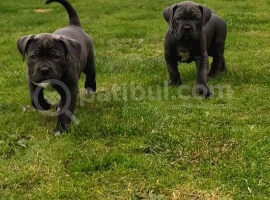 Çi̇ftli̇ği̇mi̇zden Irk Garanti̇li̇ Cane Corso Yavrular görsel