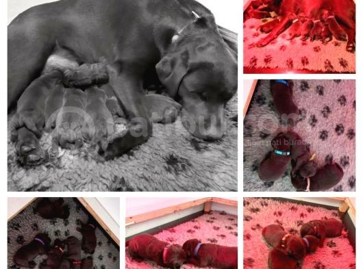 Çi̇ftli̇ği̇mi̇zden Bebek Surat Çi̇kolata Labrador Yavrular görsel