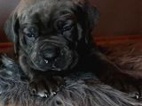 Çi̇ftli̇ği̇mi̇zden Irk Garanti̇li̇ Cane Corso Yavrular
