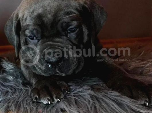 Çi̇ftli̇ği̇mi̇zden Irk Garanti̇li̇ Cane Corso Yavrular görsel