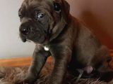 Çi̇ftli̇ği̇mi̇zden Irk Garanti̇li̇ Cane Corso Yavrular