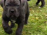 Çi̇ftli̇ği̇mi̇zden Irk Garanti̇li̇ Cane Corso Yavrular
