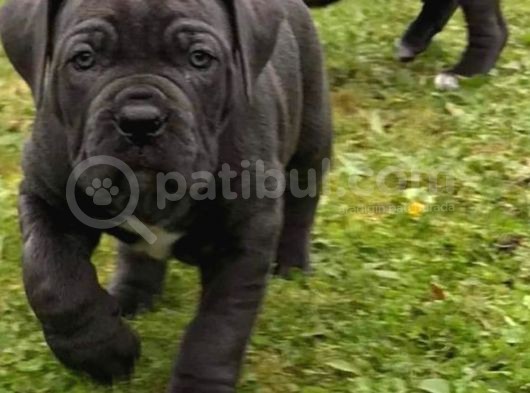 Çi̇ftli̇ği̇mi̇zden Irk Garanti̇li̇ Cane Corso Yavrular görsel