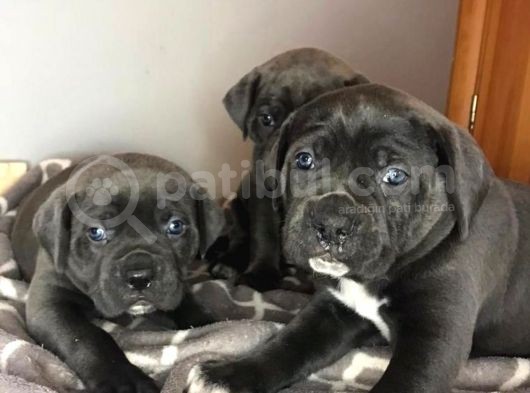 Çi̇ftli̇ği̇mi̇zden Irk Garanti̇li̇ Cane Corso Yavrular görsel
