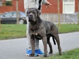 Çi̇ftli̇ği̇mi̇zden Irk Garanti̇li̇ Cane Corso Yavrular