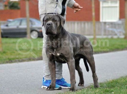 Çi̇ftli̇ği̇mi̇zden Irk Garanti̇li̇ Cane Corso Yavrular görsel