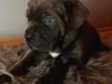 Çi̇ftli̇ği̇mi̇zden Irk Garanti̇li̇ Cane Corso Yavrular
