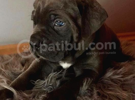 Çi̇ftli̇ği̇mi̇zden Irk Garanti̇li̇ Cane Corso Yavrular görsel