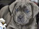 Çi̇ftli̇ği̇mi̇zden Irk Garanti̇li̇ Cane Corso Yavrular